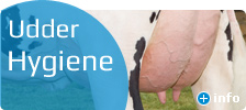 Udder Hygiene 